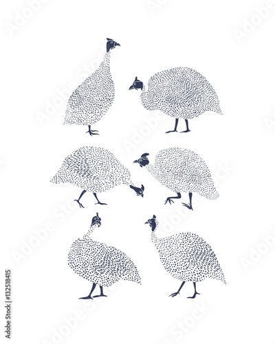 Guinea fowls illustration