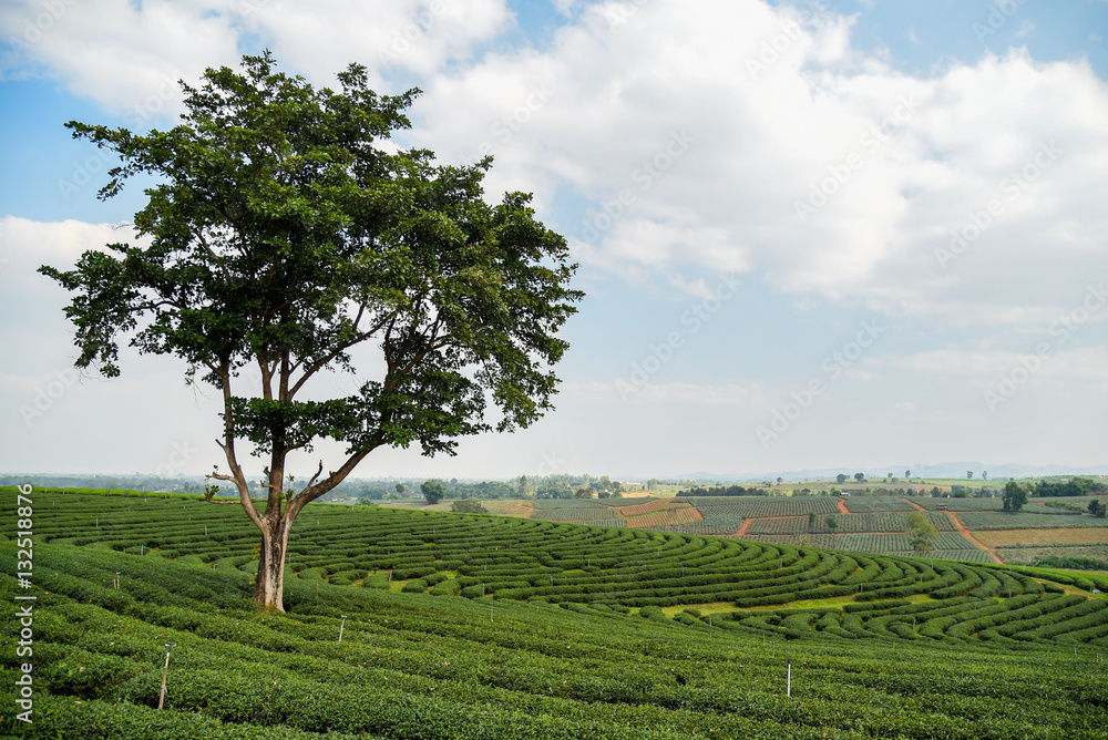 Big tree on tea plantation
