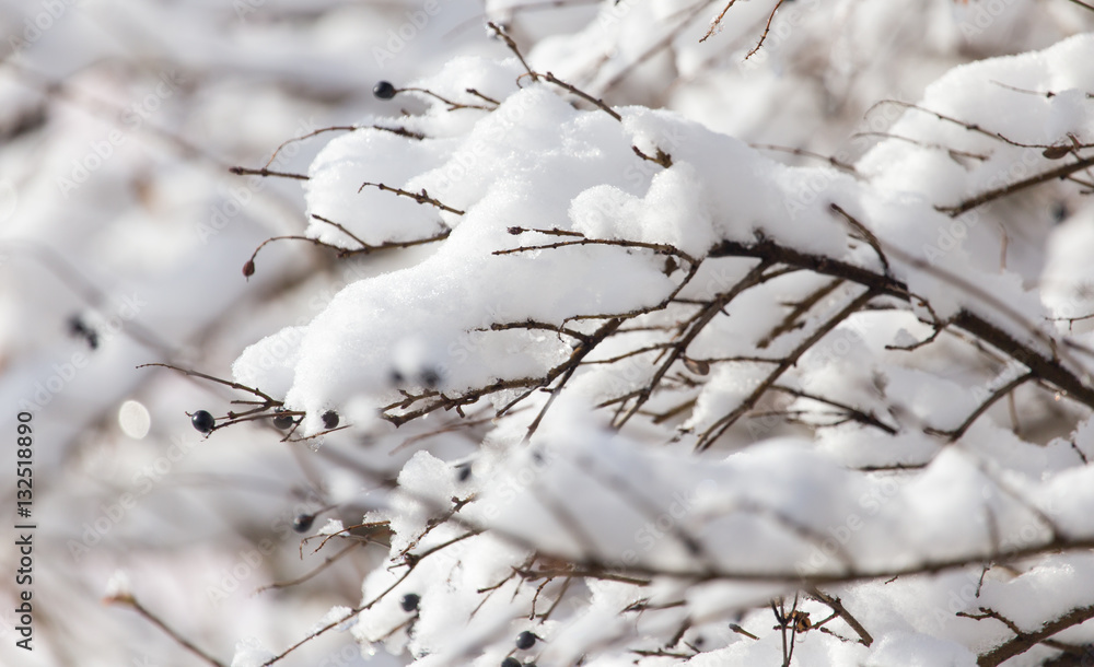 branch of a tree in the snow in the winter branch of a tree in the snow in the winter