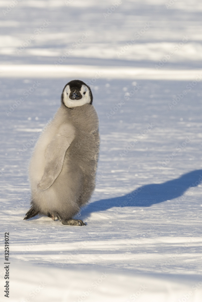 Emperor penguins on the frozen Weddell Sea Emperor penguins on the frozen Weddell Sea