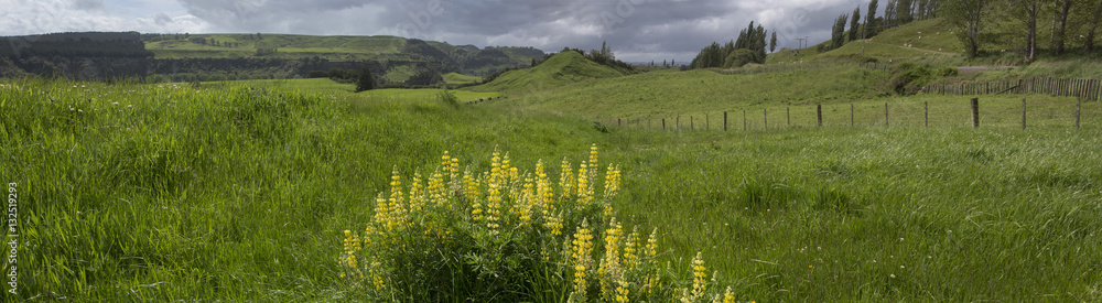 Lupines and hills. New Zealand. Panorama.