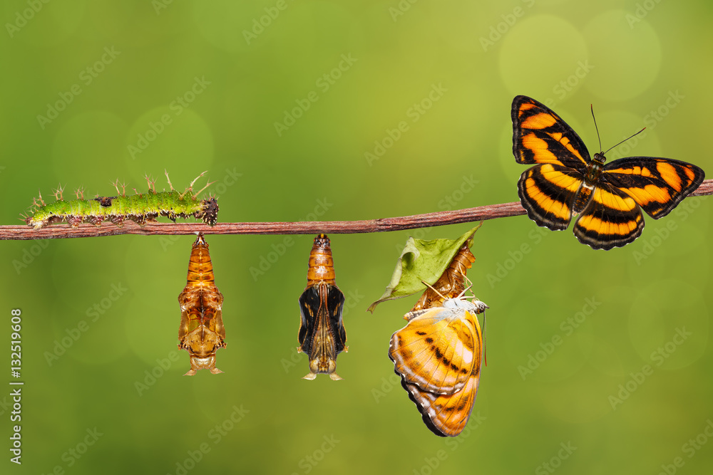 Obraz premium Cykl życia motyla kolorowego na gałązce