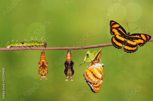 Life cycle of colour segeant butterfly on twig photo