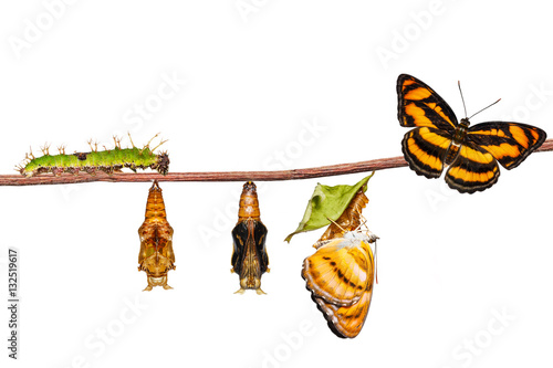 Isolated life cycle of colour segeant butterfly on twig
