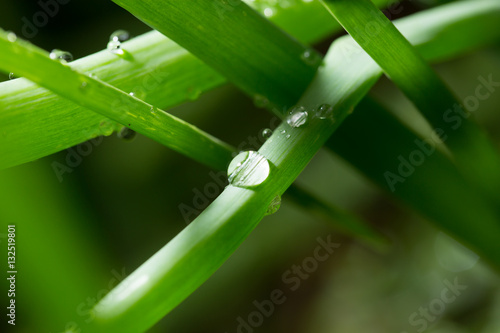 drops of dew on the green grass. close