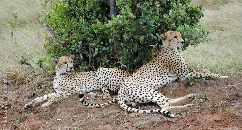 Obraz premium Cheetahs