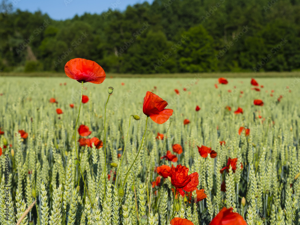Obraz premium Frankreich, Loire, Klatschmohn (Papaver rhoeas)