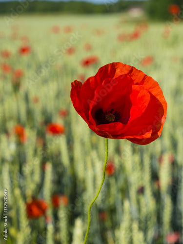 Frankreich  Loire  Klatschmohn  Papaver rhoeas 