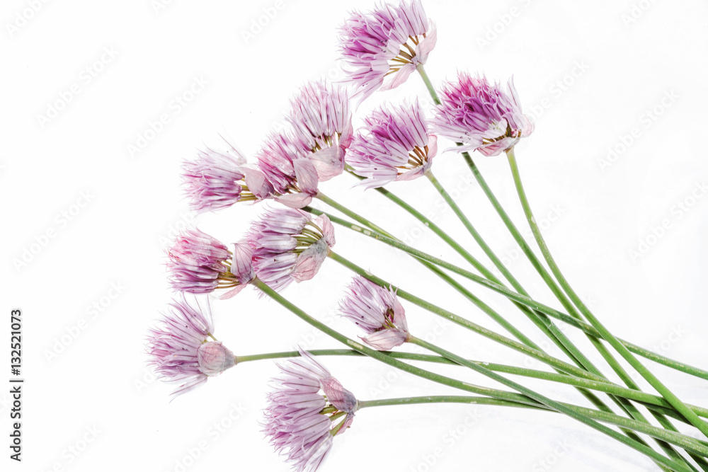 onion flowers
