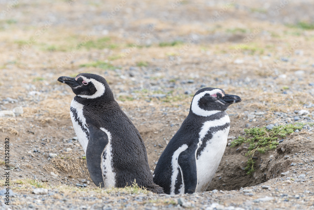 Fototapeta premium Male and famale. Magellanic penguins on Magdalena island in Patagonia, Chile, South America