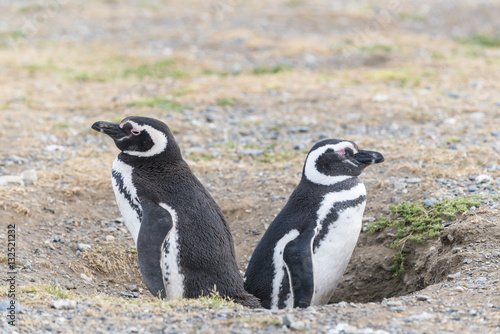 Male and famale. Magellanic penguins on Magdalena island in Patagonia, Chile, South America
