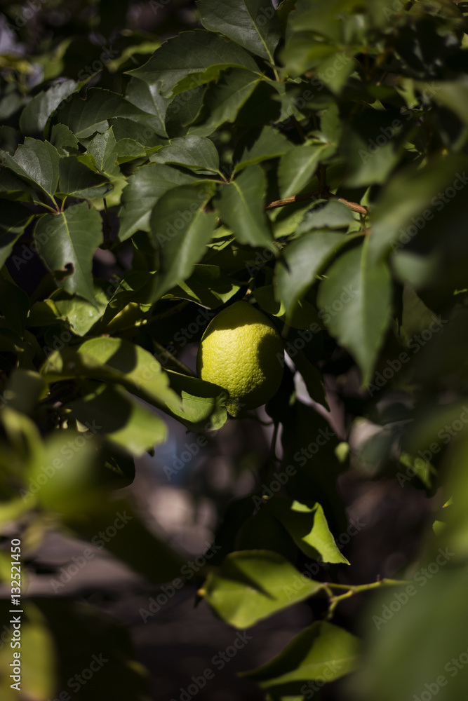 Green organic lemon tree in Ivan Dolac village, Hvar island - Croatia