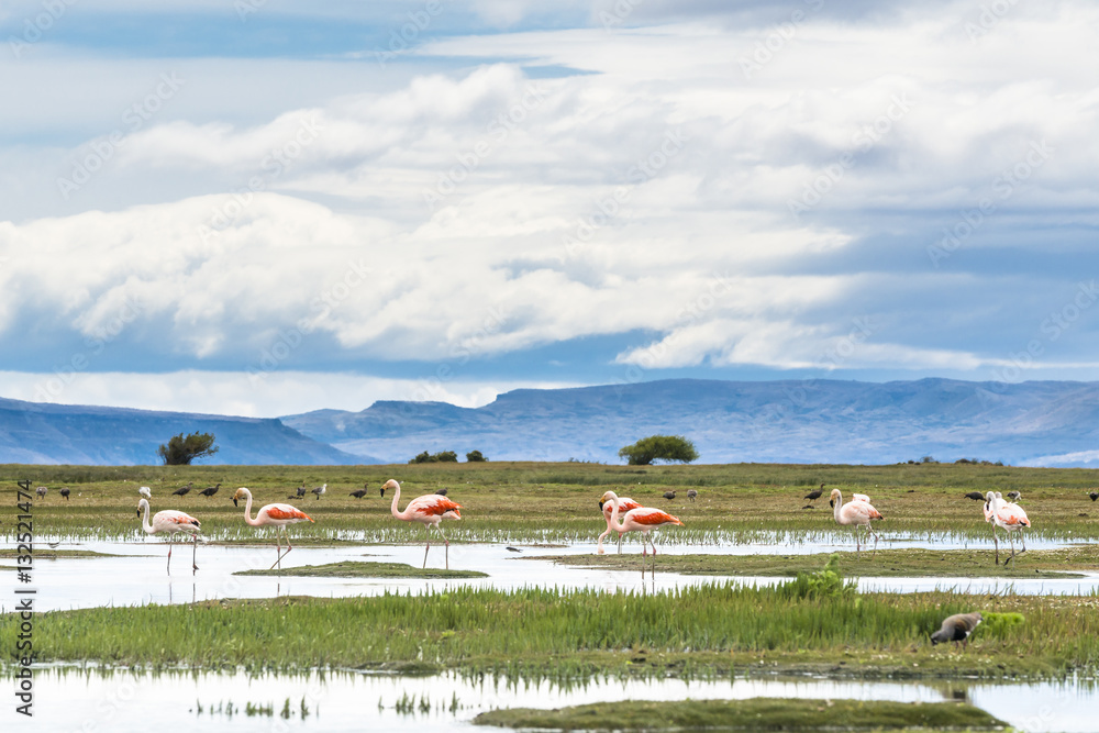 Naklejka premium James flamingos (phoenicoparrus jamesi), El Calafate, Patagonia, Atgentina.