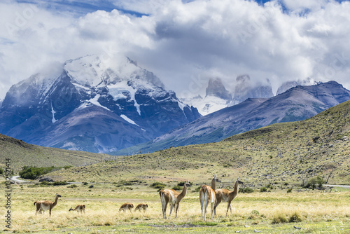 Herd of guanaco on the meadow  in Torres del Paine National Park, Patagonia, Chile