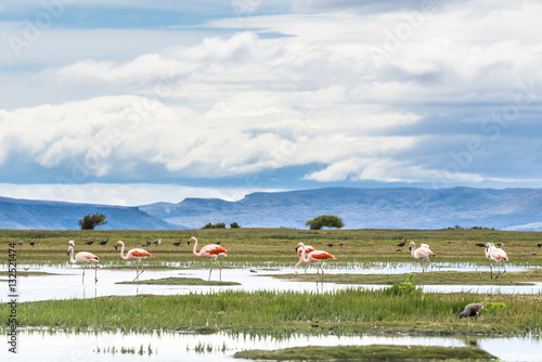 James flamingos (phoenicoparrus jamesi), El Calafate, Patagonia, Atgentina. photo