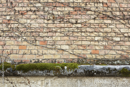 brick wall with dry branches spread across it during winter