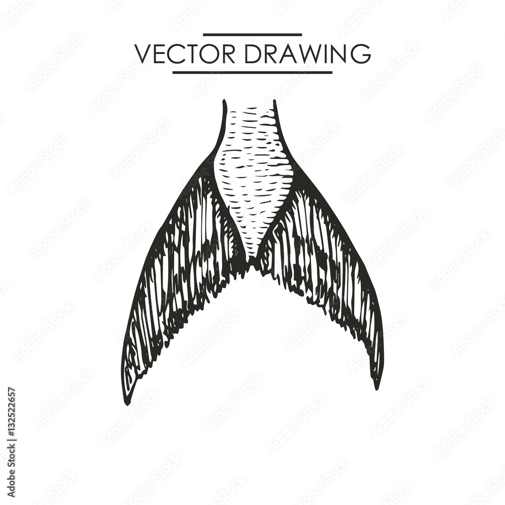 drawing of a fish tail. vector illustration Stock Vector