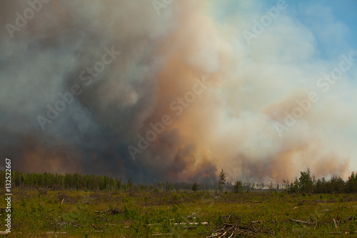 wild wildfire summer without people in forest