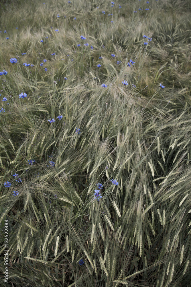 Fototapeta premium Cornfield with blue flowers, Germany, Europe