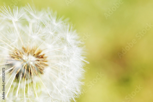 Dandelion with seeds - abstract with low depth of field