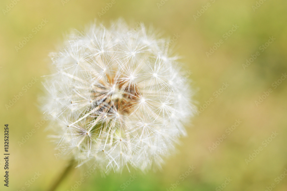 Dandelion with seeds - abstract with low depth of field