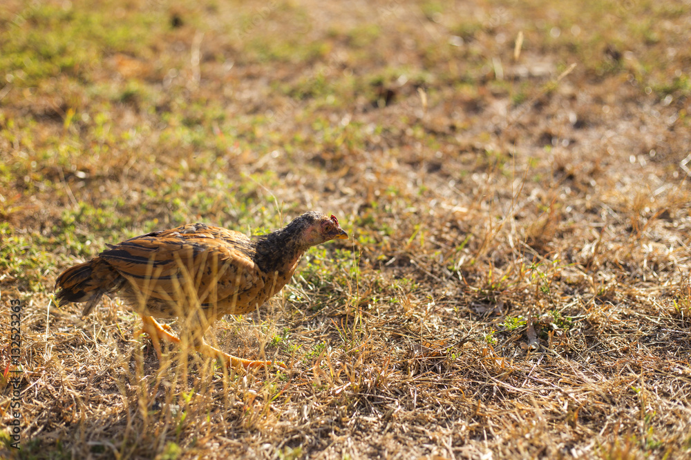 Fototapeta premium A flock of chickens roam freely in a lush green paddock in Thailand