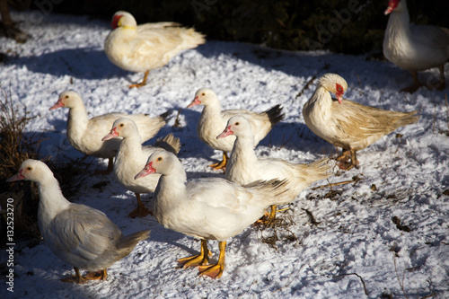 Young ducks on snow