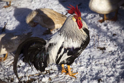 Rooster on snow