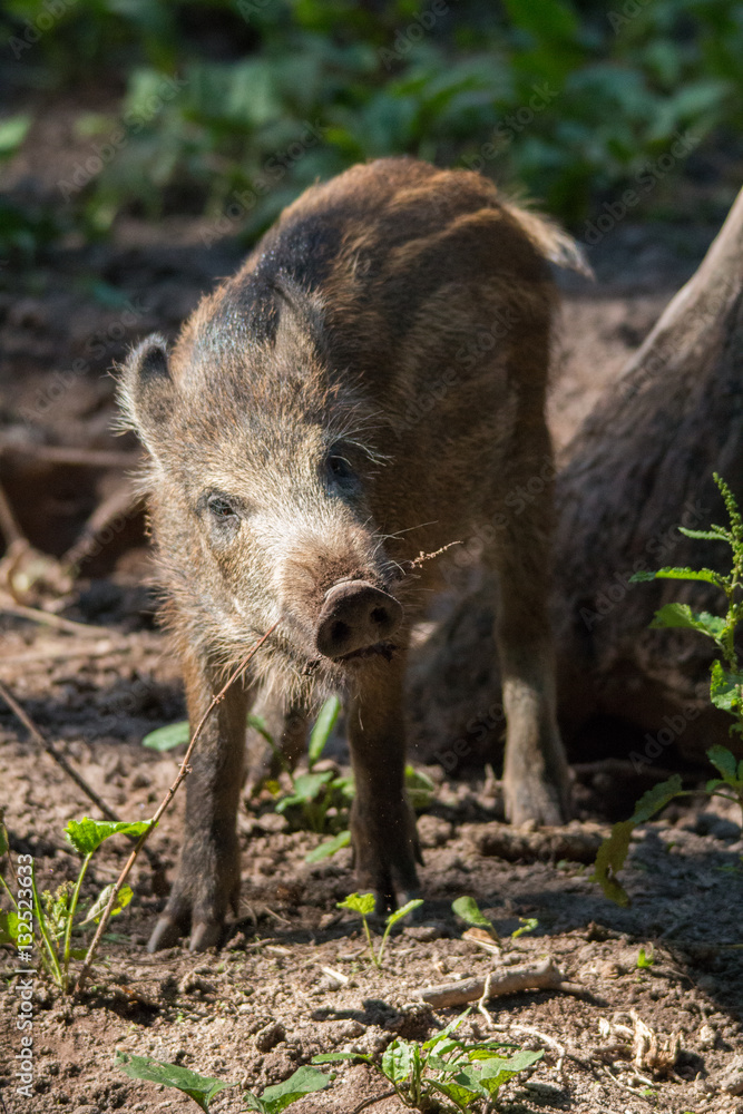 Wild boar in the forrest 7, Fuerth, Germany Wild boar in the forrest 7, Fuerth, Germany