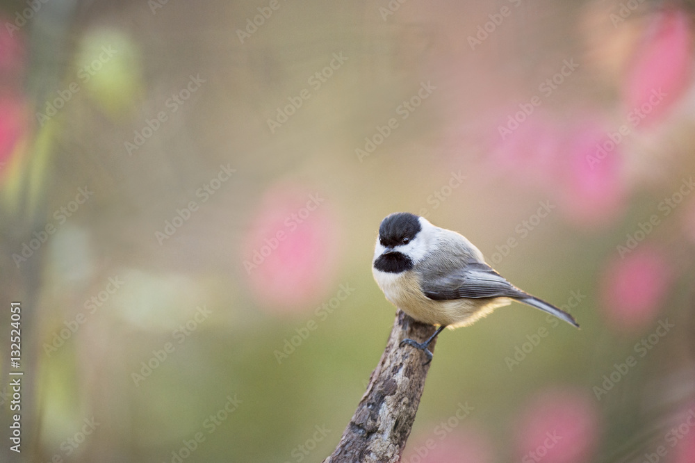 Obraz premium Perched Chickadee