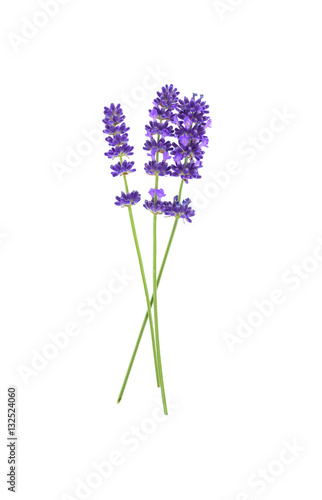 Fototapeta Naklejka Na Ścianę i Meble -  Lavender flowers isolated on white 