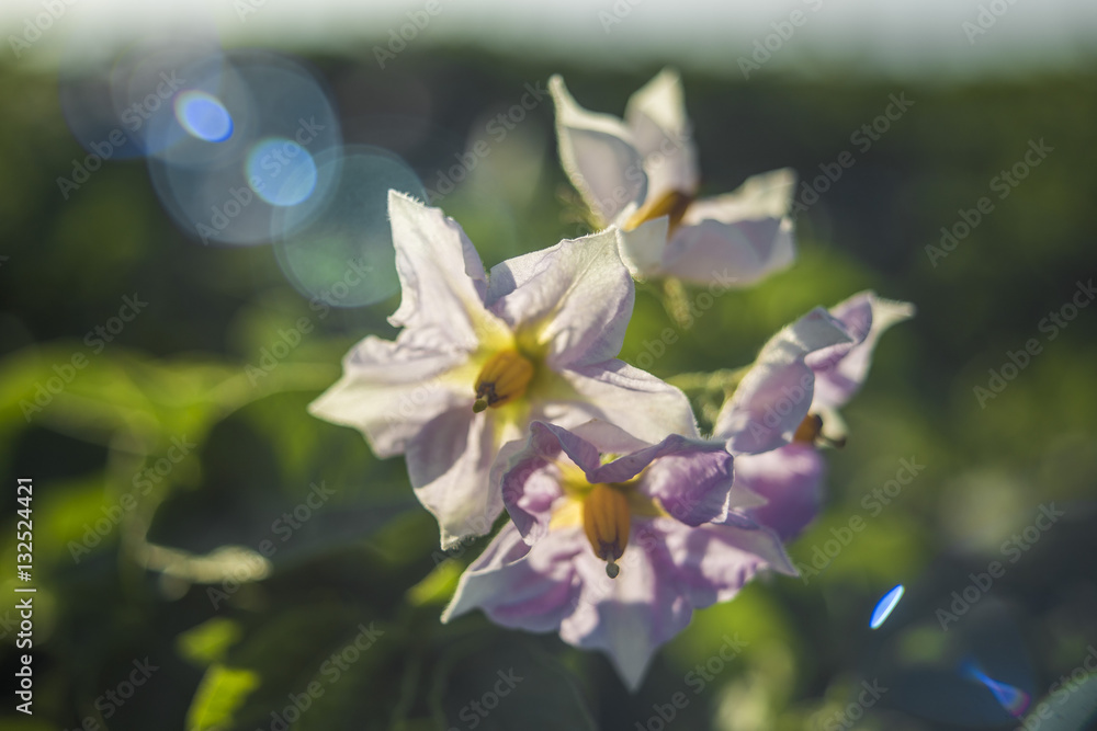 Close-up view of a potato blossom at field. Close-up view of a potato blossom at field.