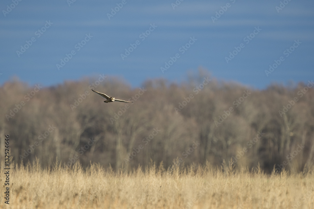 Short-Eared Owl Flying 12 Short-Eared Owl Flying 12