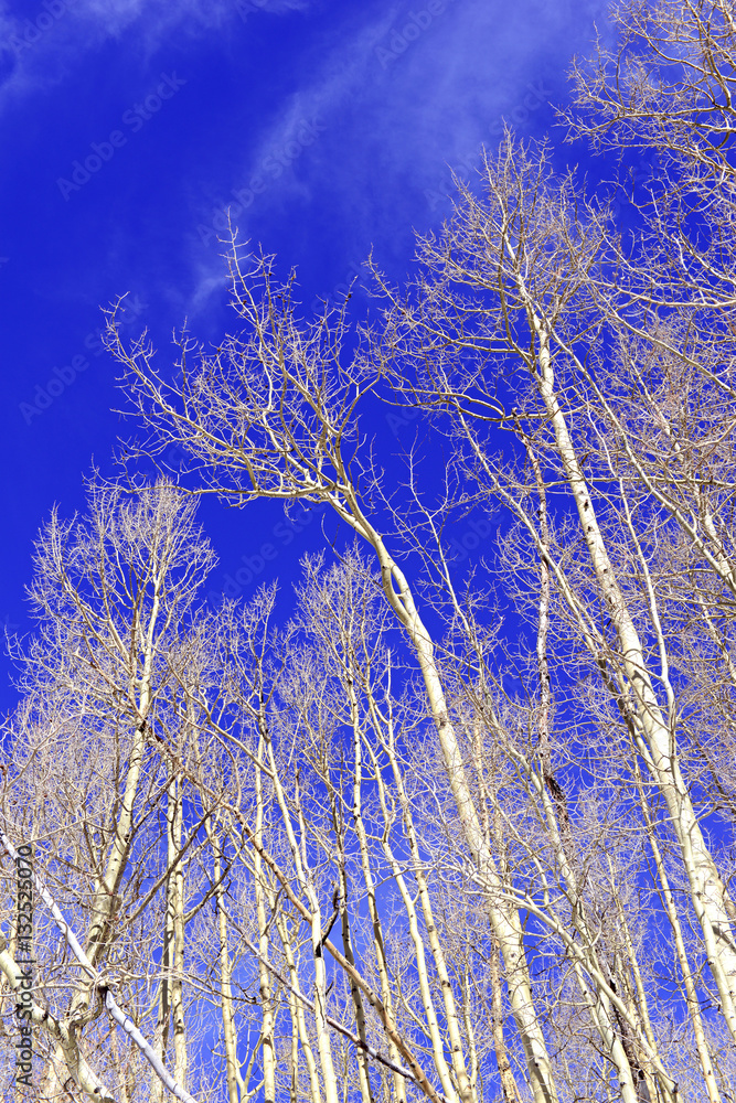Bare aspen trees with blue sky in the mountains