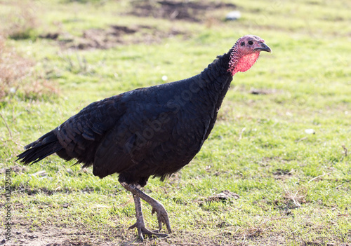 a turkey on a farm outdoors
