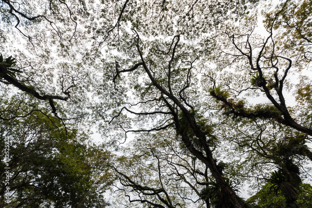 Beautiful silhouette view of tree consist of leaf and branch for background Beautiful silhouette view of tree consist of leaf and branch for background