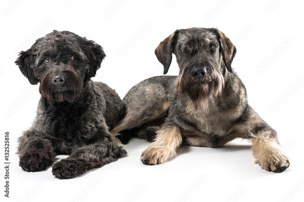 isolated image of two schnauzer