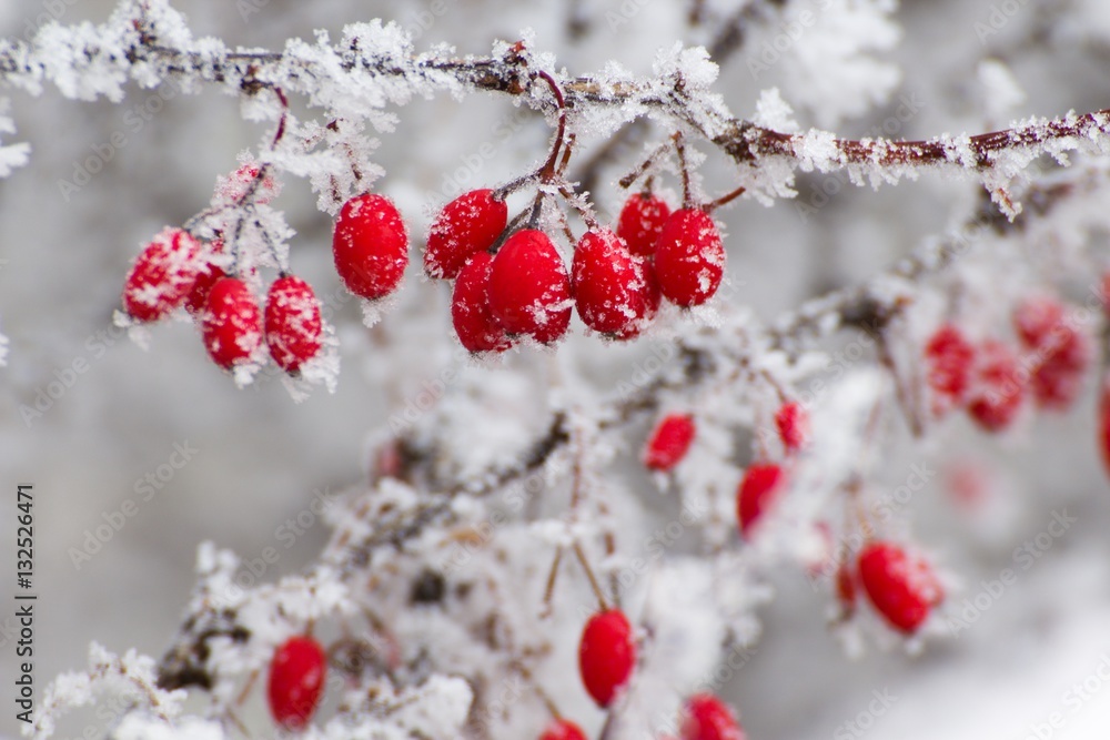 red berries in the winter - obrazy, fototapety, plakaty 