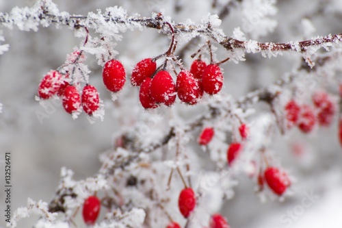 red berries in the winter © denisapro