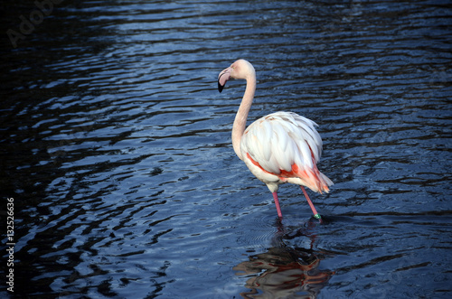 Pinky flamingo in blue water