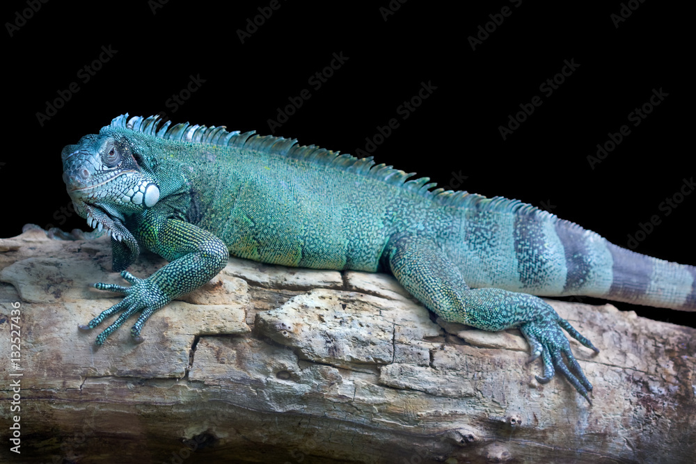 Blue dragon - Close-up portrait of a resting blue colored male Green iguana (Iguana iguana) isolated on black. Blue dragon - Close-up portrait of a resting blue colored male Green iguana (Iguana iguana) isolated on black.