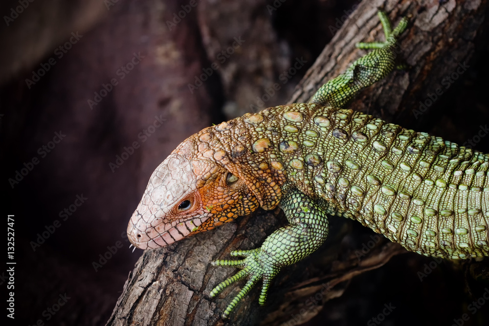 Naklejka premium Close-up photo of a Northern caiman lizard (Dracaena guianensis).