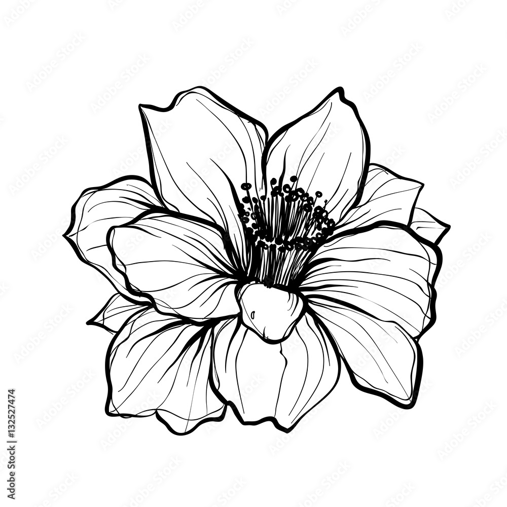 Цветы черно белые (64 фото)