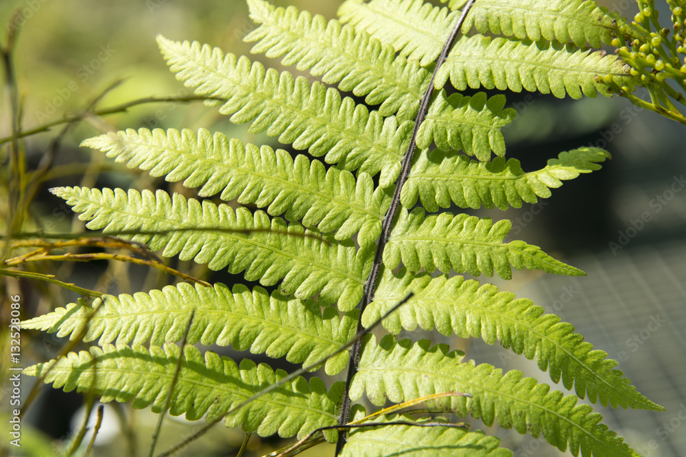 Fougère d'Ascension, Dryopteris ascensionis, Jardin botanique, Obsidia, Green montain national park, Ile de l'Ascension, Atlantique Sud, Territoire britannique d'outre mer Fougère d'Ascension, Dryopteris ascensionis, Jardin botanique, Obsidia, Green montain national park, Ile de l'Ascension, Atlantique Sud, Territoire britannique d'outre mer