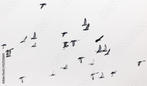 a flock of pigeons in the gray sky