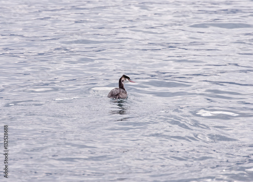 great crested grebe in winter plumage
