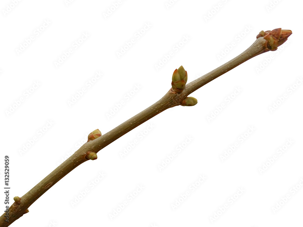 Branch with swollen buds