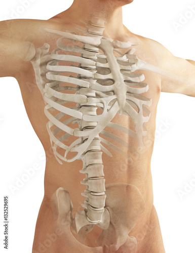Anatomia ossa del torace costole e spina dorsale photo
