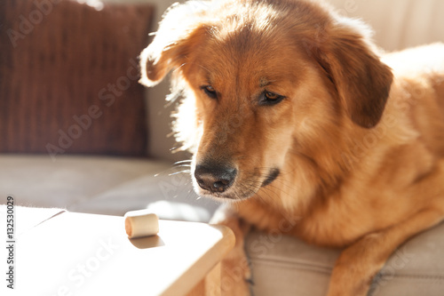 Best Friend - Reddish golden retriever mix idolizes a treat, dog in light-flooded room