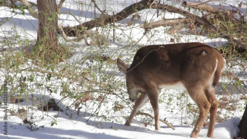 Deer eating berries in the snow Deer eating berries in the snow